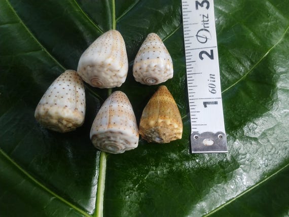 Craft Supplies Hawaiian Abbreviated Cone Shells Kauai Cone Shells Pacific Ocean Shells Kauai Shells Hawaiian Shells Seashells