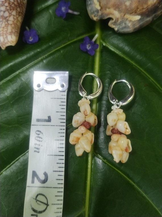 Shell Earrings Kauai Kahelelani Shell Earrings Hawaiian Momi Shell Earrings Momi Shells Kahelelani Shells Kauai Momi Beach Shells Rare Shell