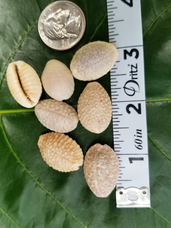 Granulate Cowrie Shell Rare Shells Pacific Ocean Shells Shells Kauai Granulate Cowrie Shells Hawaiian Rare Shells Eco Friendly Collected