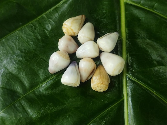 Craft Supplies Hawaiian Cone Shells Kauai Cone Shells Pacific Ocean Shells Kauai Shells Hawaiian Shells Eco Friendly Collected Seashells