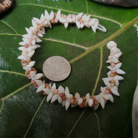 Shell Bracelet Heleconia Kahelelani Shell Bracelet Traditional Hawaiian Shell Jewelry Eco-Friendly Collected Kauai Kahelelani Shells Aloha