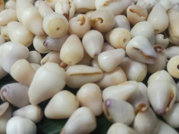Craft Supplies Hawaiian Cone Shells Kauai Cone Shells Pacific Ocean Shells Kauai Shells Hawaiian Shells Eco Friendly Collected Seashells