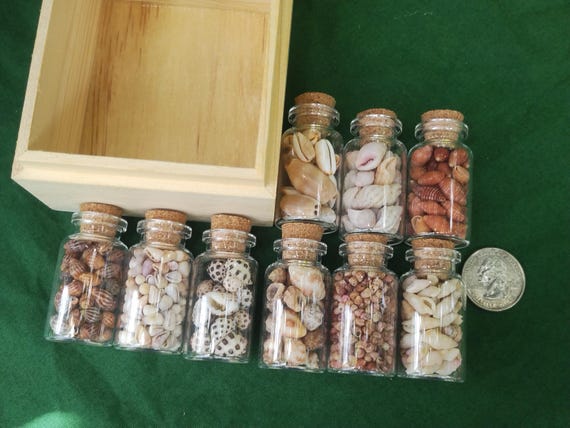 Hawaii Shell Collection Kauai Shells Hawaiian Rare Shell Collection Small Jars Eco Friendly Collected Endemic Hawaiian Shells Wooden Box