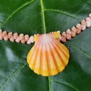 Sunrise Shell Lei Kauai Kahelelani Shell Lei Hawaii Shells Beach Jewelry Eco-Friendly Collected Rare Shells Island Mermaid Sunrise Shell image 6