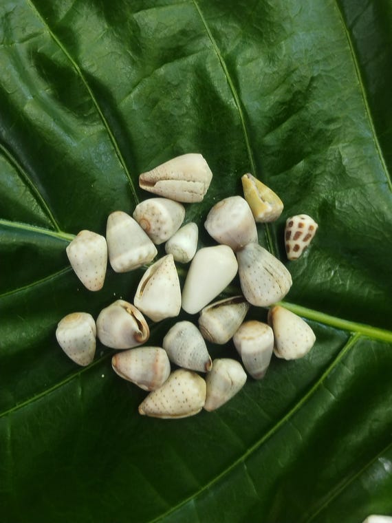 Craft Supplies: 20 - Hawaiian Cone Shells Abbreviated Cone Shells, Kauai Cone Shells, Pacific Ocean Shells, Kauai Shells, Seashells