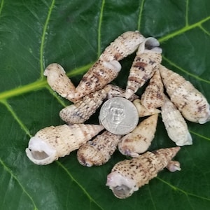 Kauai Chinese Horn Shells: Hawaiian Craft Shells