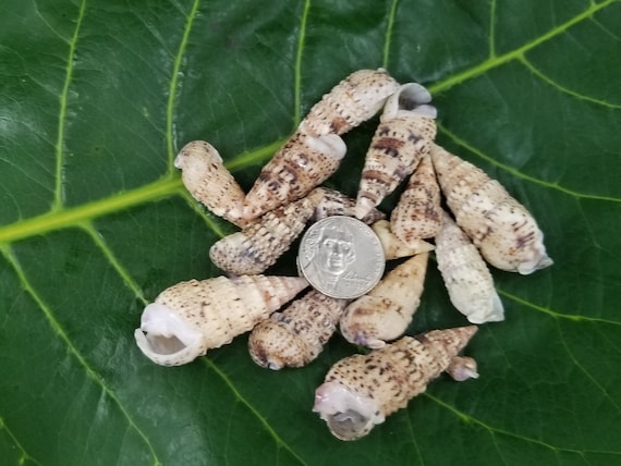 Horn Shells Hawaiian Chinese Horn Shells Kauai Chinese Horn Shells Pacific Kauai Shells Hawaiian Shells Eco Friendly Collected Seashells