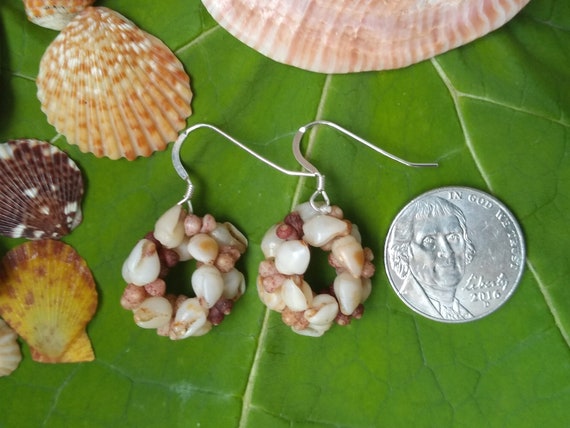 Shell Earrings - Kauai Shell Earrings - Hawaiian Shell Earrings- Hoop Earrings - Rare Momi Kahelelani Shells from Kauai Shell Jewelry Shells