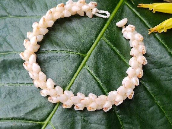 Momi Shell Bracelet Momi Kahelelani Shell Bracelet Hawaiian Shell Jewelry Kauai Eco-Friendly Collected Shells Kauai Shells Rare Shells Aloha