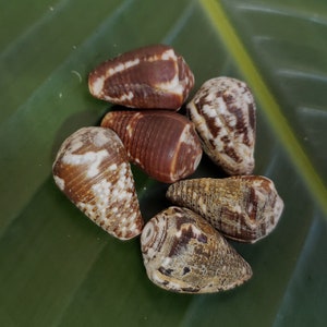 May include: Six brown and white seashells with a cone shape. The shells have a textured surface and are arranged on a green leaf.