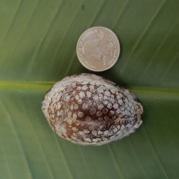 Reticulated Cowry Shell Rare Shells Pacific Ocean Shells Kauai Shells Hawaiian Rare Shells Eco Friendly Collected Reticulated Cowrie Shell