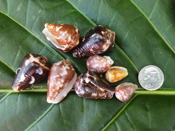 Craft Supplies Hawaiian Cat Cone Shells Kauai Cone Shells Pacific Ocean Shells Kauai Shells Hawaiian Shells Eco Friendly Collected shell