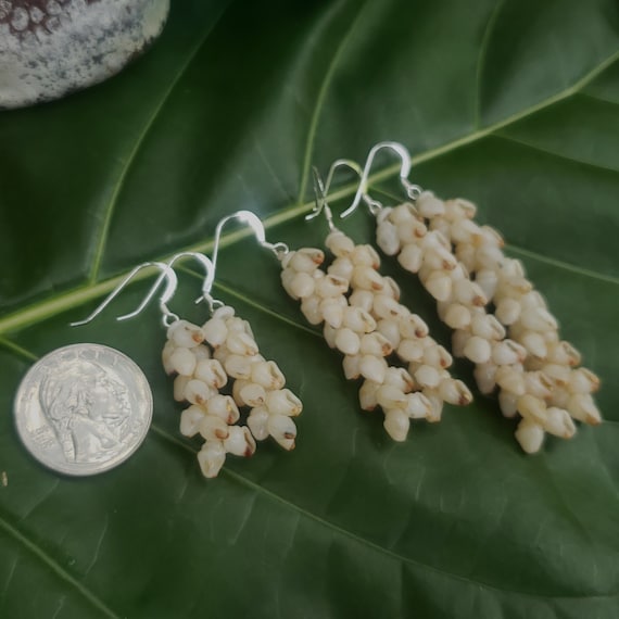 Shell Earrings Kauai Shell Earrings Hawaiian Shell Earring Hawaiian Endemic Momi Shells Kahelelani Shells Kauai Beach Shell Hawaiian Shells