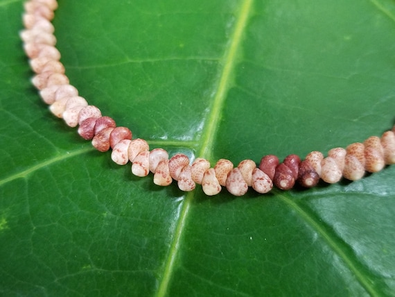 Kahelelani Shell Bracelet: Kahelelani Shells, Puka Shells, Kauai Herringbone Style Jewelry, Beach Bracelet, Beach Jewelry, Beach Gift