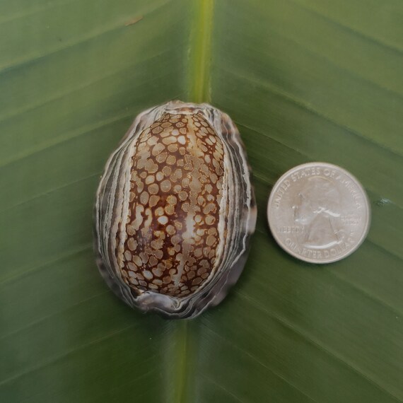 Reticulated Cowry Shell Rare Shells Pacific Ocean Shells Kauai Shells Hawaiian Rare Shells Eco Friendly Collected Reticulated Cowrie Shell