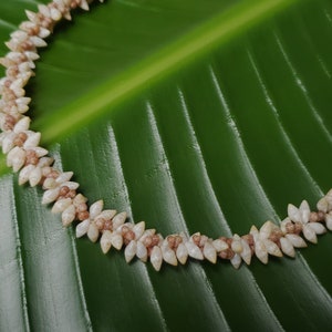 Kahelelani Shell Lei: Rare Laiki Shell Necklace, Traditional Hawaiian Jewelry