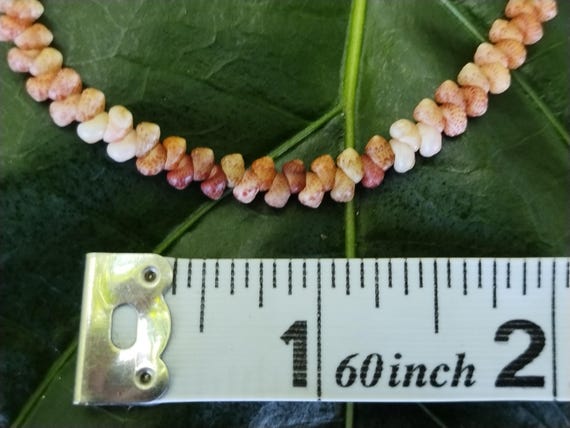 Kahelelani Shell Bracelet: 7.5' inch, 14kt Gold Clasp, Puka Shells, Kauai Jewelry, Rare Hawaiian Shells, Beach Bracelet, Kauai Endemic Shell