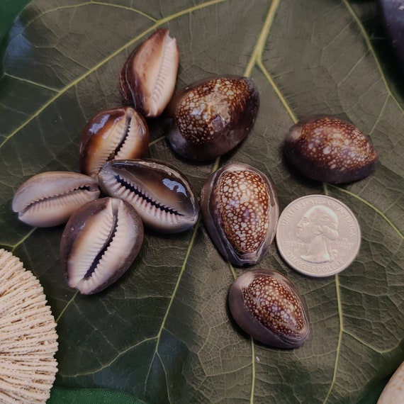 Craft Supplies Hawaiian Cowrie Shells Kauai Cowrie Shells Pacific Ocean Shells Kauai Shells Hawaiian Shells Eco Friendly Collected Seashells