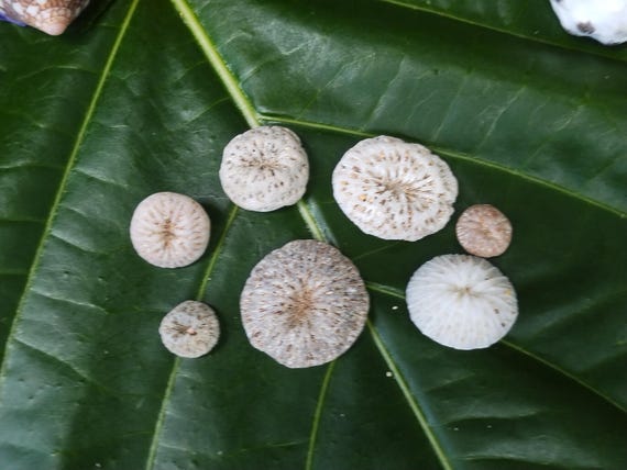 Hawaiian Mushroom: Coral, Kauai Mushroom Coral, Pacific Ocean Mushroom Coral, Hawaiian Eco Friendly Collected Mushroom, Coral Pendants