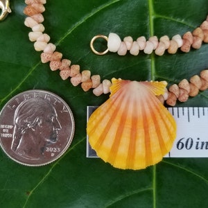 Sunrise Shell Lei Kauai Kahelelani Shell Lei Hawaii Shells Beach Jewelry Eco-Friendly Collected Rare Shells Island Mermaid Sunrise Shell image 1