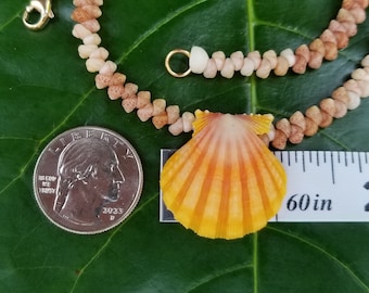 Sunrise Shell Lei Kauai Kahelelani Shell Lei Hawaii Shells Beach Jewelry Eco-Friendly Collected Rare Shells Island Mermaid Sunrise Shell