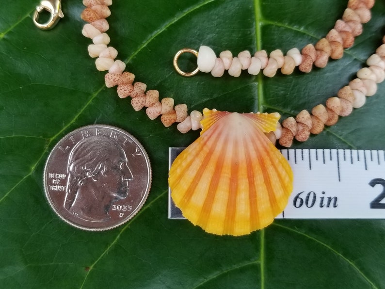Sunrise Shell Lei Kauai Kahelelani Shell Lei Hawaii Shells Beach Jewelry Eco-Friendly Collected Rare Shells Island Mermaid Sunrise Shell image 1