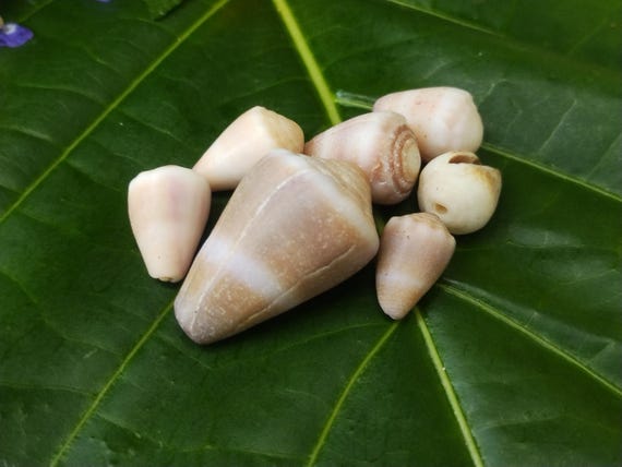 Craft Supplies: Hawaiian Cone Shells, Kauai Cone Shells, Pacific Ocean Shells Kauai Shells, Hawaiian Shells Eco Friendly Collected Seashells