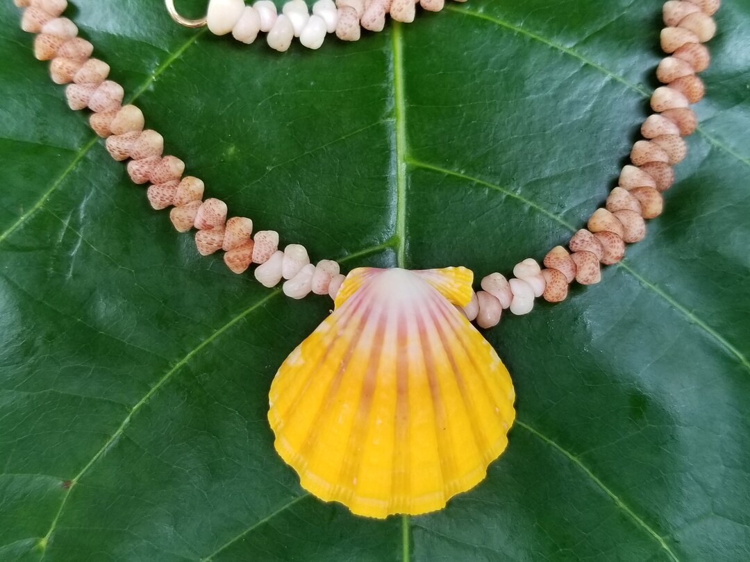 Sunrise Shell Lei Kauai Kahelelani Shell Lei Hawaii Shells Beach ...