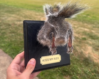 BÉSAME EL CULO — Montaje de taxidermia de ardilla (novedad)
