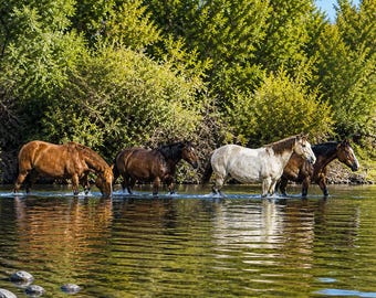 Wild Horse Salt River Arizona Print, Western Wall Decor, Horse Photography, Rustic Cabin Photo