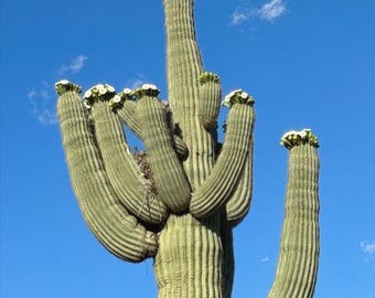 Saguaro Cactus Photo, Desert Botanical Art, Southwest Wall Decor, Framed Print