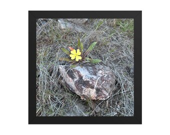 Framed Yellow Desert Flower Wall Art | Southwestern Botanical Photography Print | Minimalist Decor