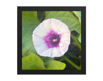 Framed Morning Glory Flower Wall Art | Botanical Photography Print | Bright Floral Nature Decor