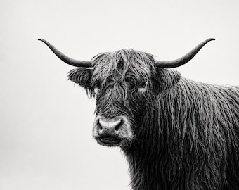 Highland Cow Black and White Photo Print, Rustic Farmhouse Animal Photography