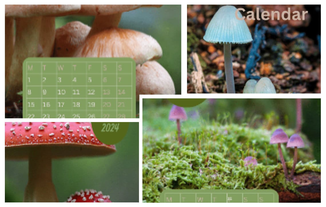 A4 Printable 2024 Calendar Beautiful Fungi Inspired, 12 Months of