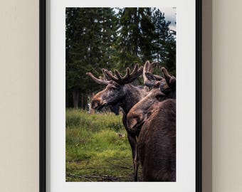 Norway Photo Poster: Wild Moose near Senja I Fine Art Print