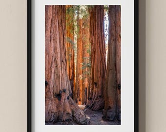 California Photo Poster: Giant trees in Sequoia Nationalpark Fine Art Print