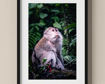 Bali Photo Poster: Monkey in the forest I Fine Art Print
