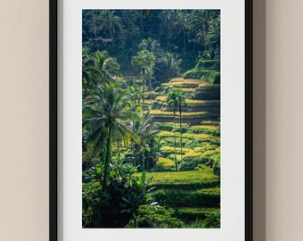 Bali Photo Poster: Rice Terraces in Morning Sunlight I Fine Art Print