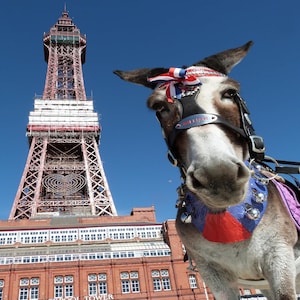 May include: A donkey wearing a decorative harness with bells and a patriotic bow, posing in front of a red brick building and a tall, ornate tower. The donkey's harness has the name "William" on it. The sky is a clear blue.