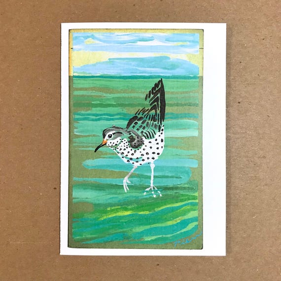 1 Spotted Sandpiper Card