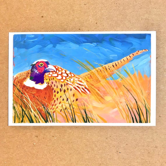 Ring-necked Pheasant ~ Postcard Painting #141