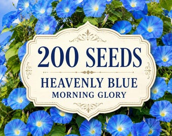 200 Heavenly Blue Morning Glory Seeds, Climbing Vine, Trellis Garden Flower (Ipomoea tricolor)