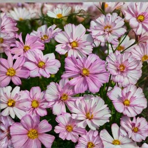 Semillas de Cosmos Collarette Cosimo, 200 unidades / Flores rojas y blancas en forma de anillo / Flor de jardín compacta
