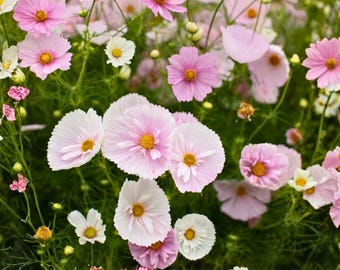 Cupcake Blush Cosmos Samen 200 Stück | Einzigartige Röhrenförmige Blütenblätter Rosa Blüten | Große Gartenblume