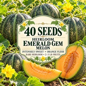 40 Emerald Gem Melon Seeds – Heirloom Sweet Muskmelon, Rare Orange Flesh Melon, Non GMO Fruit for Planting, Home Garden
