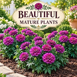 Healthy mature Purple India Marigold plants shown completely from soil level to their dark burgundy flowers above healthy green foliage.