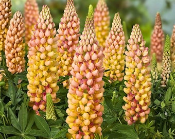 African Sunset Lupine Seeds 25 pcs | Warm Sunset Color Spikes | Tall Garden Flower