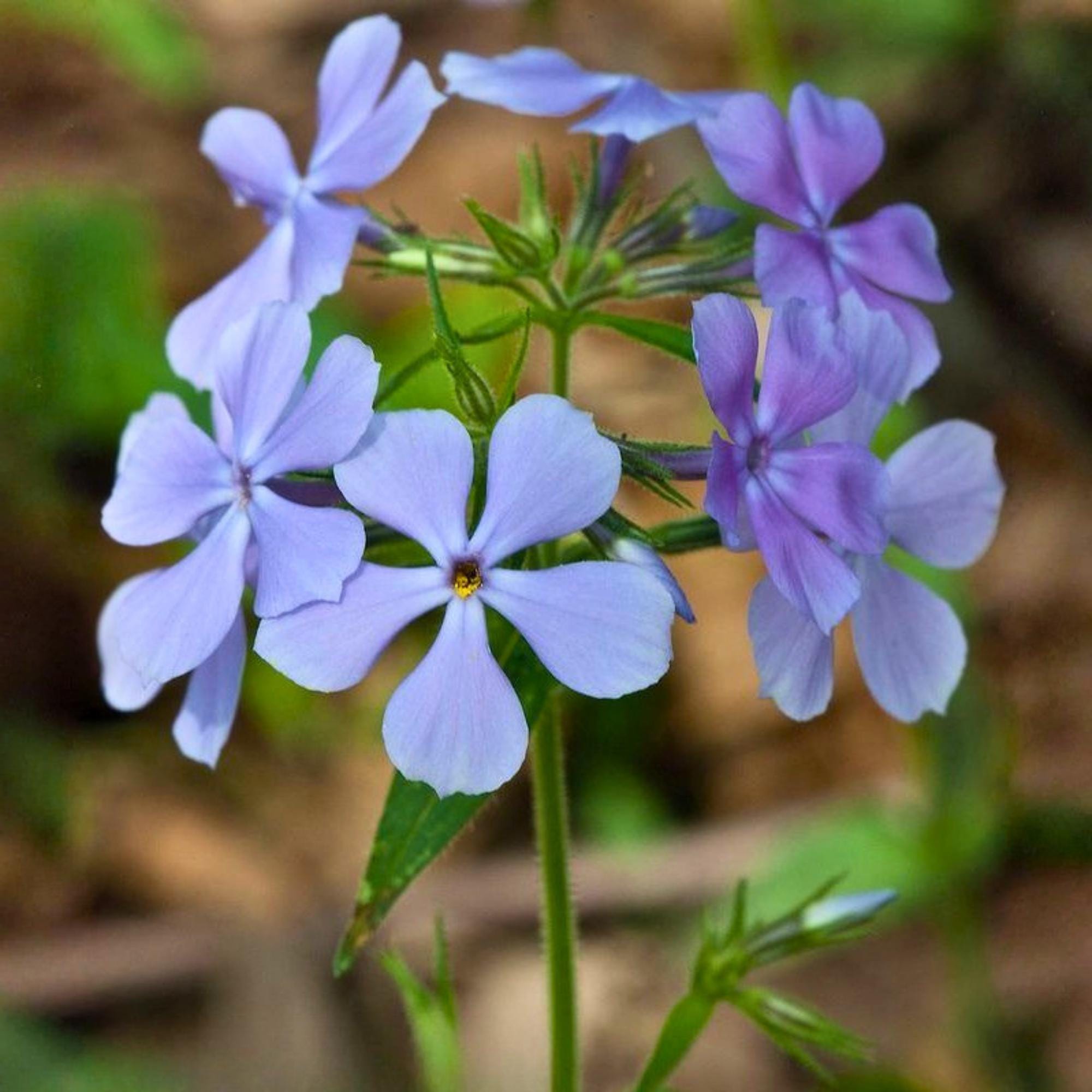 Wild Sweet William - Etsy