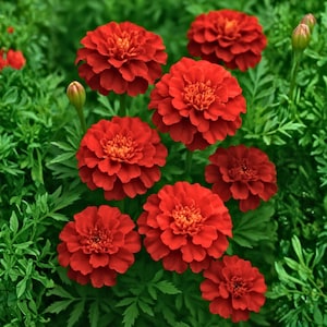 May include: A cluster of vibrant red marigold flowers with layered petals and a bright orange center. The flowers are surrounded by lush green foliage, creating a striking contrast. Several buds are also visible, suggesting new blooms.